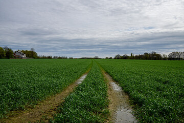 Obraz premium Spring field in the suburbs of Germany