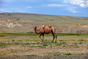 A Bactrian camels walk in a vast, open landscape  near paved road with mountains in the background. The cloudy sky adds drama to the scene, highlighting the camels' rugged environment