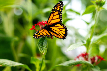 Butterflies Are Often The Beauty That Appears In All Kinds Of Places With Their Bright Colours Or Interesting Patterns To Be Visually Enjoyed