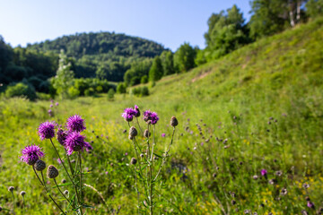 Obraz premium Close-up pink flowers in front of valley with green meadow. this place is limited by hills with trees and mountains far away on horizon .