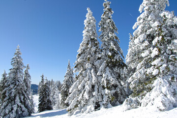 Schnee, Winter, Schwarzwald