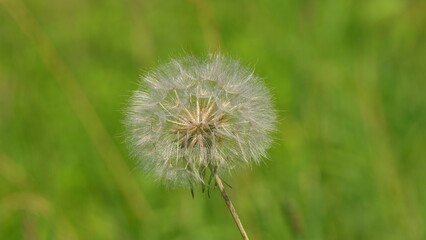 Naklejka premium Dandelion On Natural Background. White Flowers Of Dandelion Balls In A Spring Field. Beautiful White Fluffy Dandelions Common Dandelion. Slow motion.