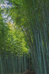 Fototapeta premium 京都嵐山 竹林の風景