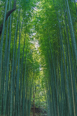 京都嵐山 竹林の風景
