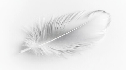 Obraz premium A soft, white feather delicately lies on a smooth, pale surface, illuminated by gentle light that highlights its intricate details and texture, creating a serene and tranquil atmosphere.