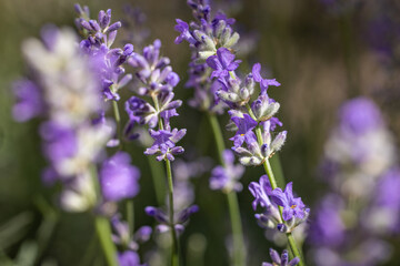 Lavender flowers blooming in a field showing their purple petals and green stems