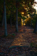 Fototapeta premium Early morning light peeking through the trees and lighting up a foot path in Harrison Bay State Park, Tennessee