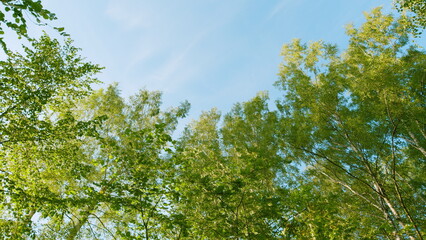 Fototapeta premium Forest Is A Natural Resource And Place For Recreation. Rich Green Leaves Of A Tree Waving. Travel Vacation Nature Concept. Gimbal shot.