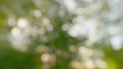 Obraz premium Sun Shines Through Leaves Of Tree. Fresh Green Forest Beautifully Illuminated By Warm Rays Of Summer Sun. Tree Tops With Branches And Green Leaves On A Background Of Blue Sky. Gimbal shot.