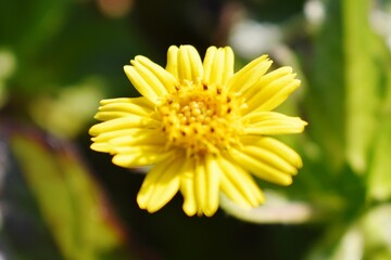 Fototapeta premium Yellow flower with green leaves