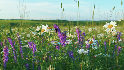 White Daisy And Clovers Flowers In A Field Of Green Grass Sway In Wind At Sunset. White Blooming Chamomile And Pink Clovers Flowers Summer Field Meadow. Close Up.