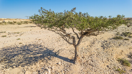Aerial view of a Frankincense Tree in Wadi Dawkah Natural Park in Oman is renowned for its significance as the home of the Frankincense Tree groves, a UNESCO World Heritage Site.