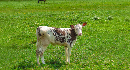 Obraz premium Funny small calf is standing on green meadow. Full-length brown and white calf. Farm concept.