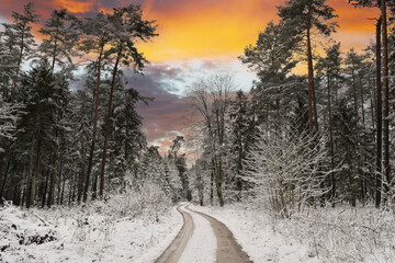 Wald,  Forst,  Waldlandschaft,  Winter