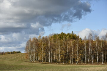 Obraz premium Birch grove in autumn in Warmia, Poland