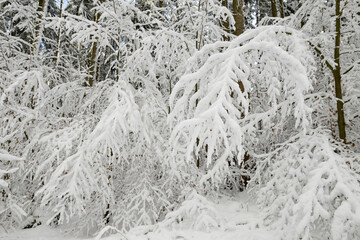 Wald,  Forst,  Waldlandschaft,  Winter