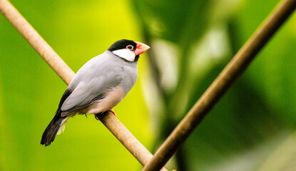 A Beautiful Small Bird Called A Java Sparrow, Sitting In A Tree