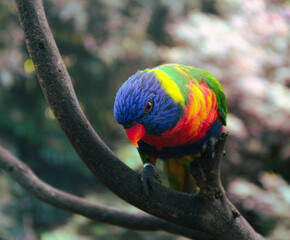 Colorful rainbow lorikeet perched on a branch, showcasing vibrant blue, green, yellow, and red feathers against a blurred natural background.