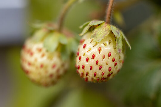 Close-up of unripe pineberry growing on branch