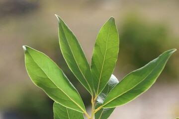 closeup of daphne tree leaves 