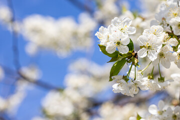 White cherry blossoms blooming on branch against blue sky