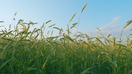 Naklejka premium Agricultural Landscape. Young Shoots Of Winter Wheat In Spring. Wheat Cultivation. Agriculture Farm. Fresh Green Grass In Windy Weather. Naturalness. Close Up.