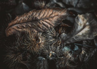 Forest floor in autumn with dry leaves and chestnuts