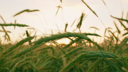 Ecological Agriculture. Green Wheat Sprouts On Field Against Sky. Wheat Growing In Soil. Concept Of...
