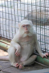 The closeup image of an albino crab-eating macaque (Macaca fascicularis) . 
It is a cercopithecine primate native to Southeast Asia.
