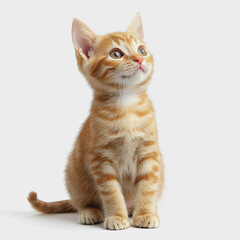 Obraz premium Cute Orange Cat Looking Up on White Background