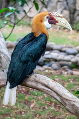 The Male Blyth's hornbill (Rhyticeros plicatus) is a large hornbill inhabiting the forest canopy in Wallacea and Melanesia. Its local name in Tok Pisin is kokomo. © Danny Ye