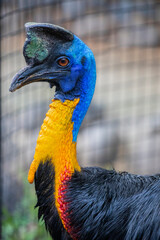 The northern cassowary (Casuarius unappendiculatus) is a large, stocky flightless bird of northern New Guinea. It is a member of the superorder Paleognathae.