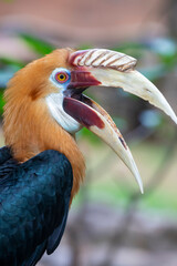 The Male Blyth's hornbill (Rhyticeros plicatus) is a large hornbill inhabiting the forest canopy in Wallacea and Melanesia.
Its local name in Tok Pisin is kokomo.