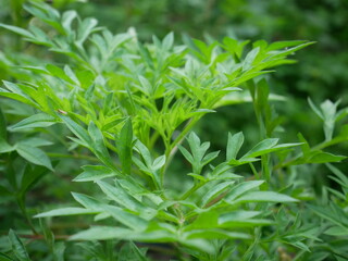 green leaves background