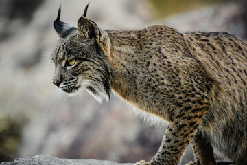 Lince Iberico en libertad