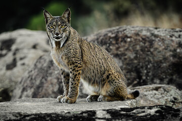 Lince Iberico en libertad