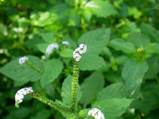white flower on green background