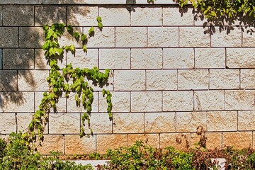 Light textured stone wall with climbing plants. Texture and large copy space.