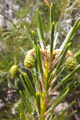 Obraz premium pine branch with small cones and green needles