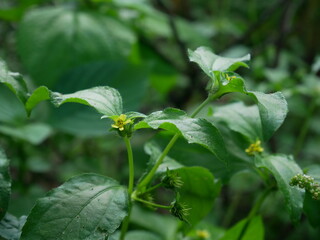 flower of a plant in the forest