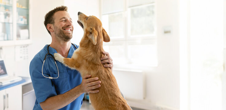 Happy male vet doctor in uniform cuddling and playing with Pembroke Welsh Corgi dog after treatment in clinic office, copy space