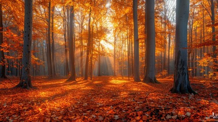 Fototapeta premium Autumn or fall season. panoramic view of an autumn forest with golden trees. A panorama of a beautiful autumnal forest with sun rays shining through the leaves and tall tree trunks in golden colors