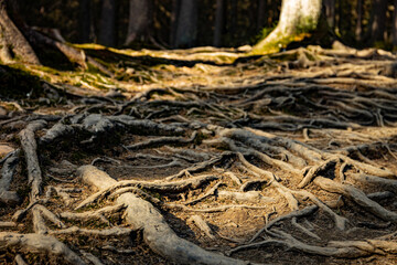 Fototapeta premium Tree roots on a hiking trail in the park.