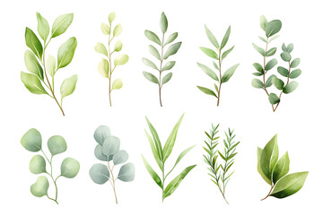 Obraz premium Watercolor green eucalyptus branch isolated on white 