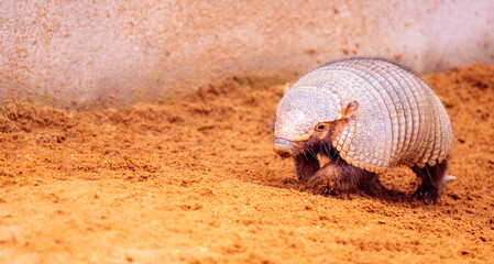 Obraz premium An Armadillo Animal Running Around In An Enclosure At A Zoo