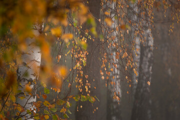 Jesienny, mglisty poranek w parku, przymrozek. © mycatherina