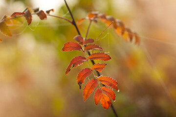 Jesienny, mglisty poranek, babie lato, tapeta, dekoracja. © mycatherina