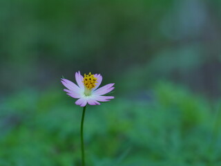 Obraz premium pink cosmos flower in spring