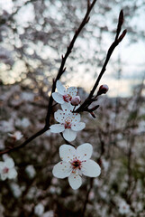 Spring flowers on the trees. Natural beauty