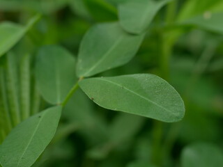 green leaves background